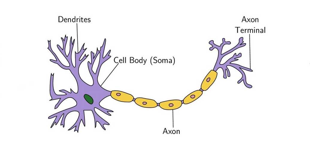Schematic of Biological Neuron